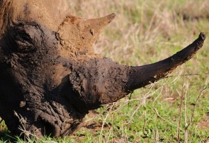 White Rhino Imfolozi Game Reserve Imfolozi Game Reserve white rhino