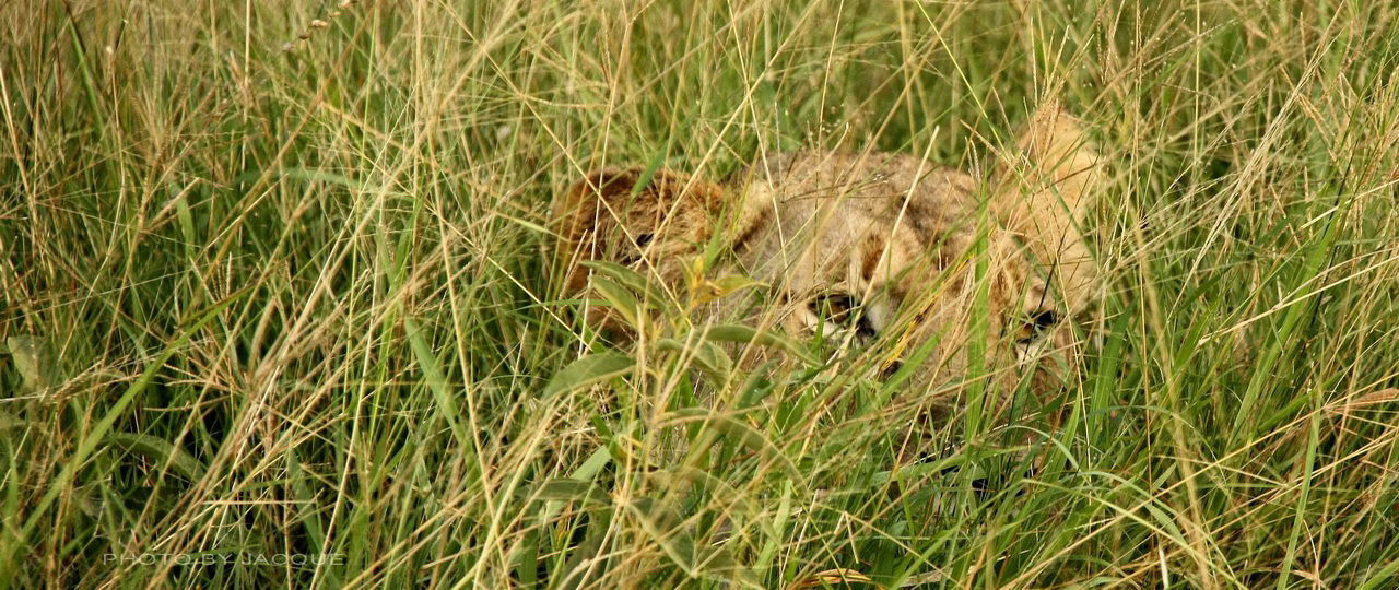 hluhluwe game reserve
