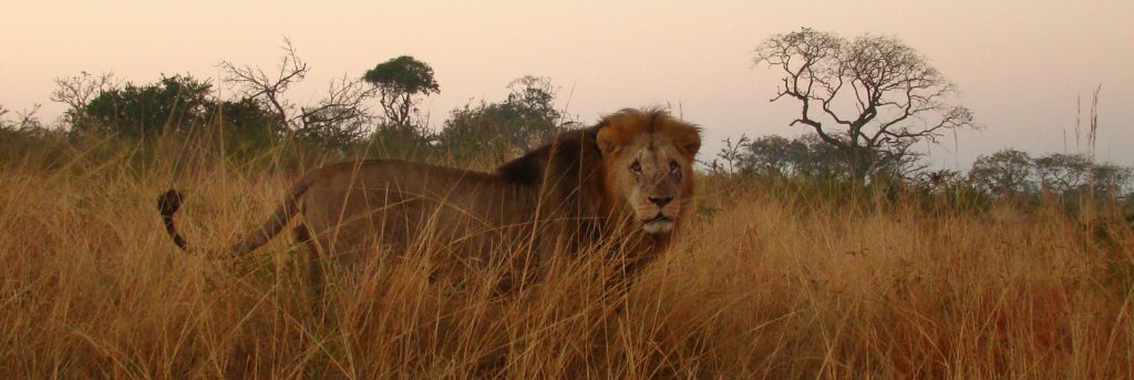 hluhluwe male lion male lion hluhluwe game reserve