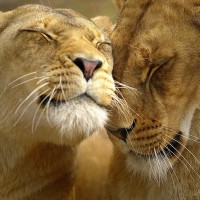 Hluhluwe Game Reserve 2 day safari