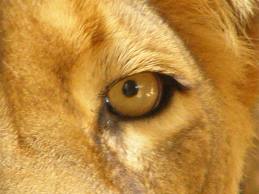 close up lion2