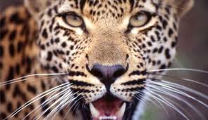 leopard closeup1
