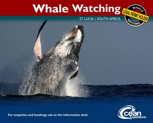 whale watching south africa