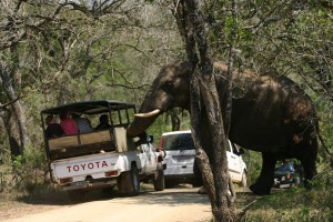 Safari Hluhluwe Game Reserve