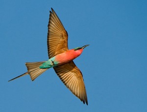 hluhluwe game reserve birds