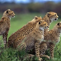 Muntulu Bush Lodge
