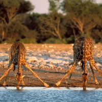 7 day exclusive kwazulu natal south africa safari