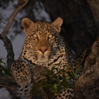 leopard on night drive safari