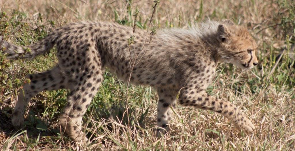 hluhluwe cheetah cub